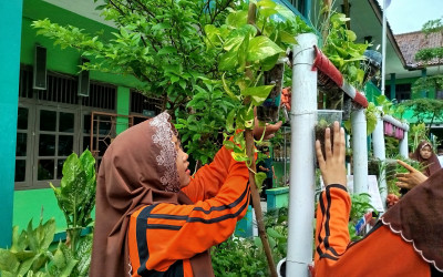 Satu Bulan Berlalu, Tanaman Vertikal Garden MTs NU 08 Gemuh Mulai Tumbuh Subur